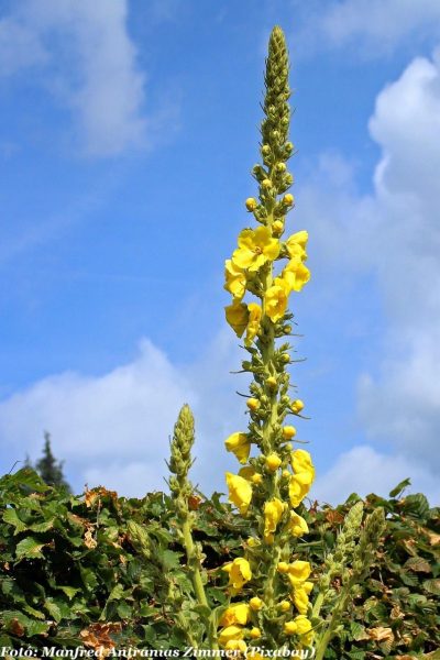 ökörfarkkóró mullein-374497_1280